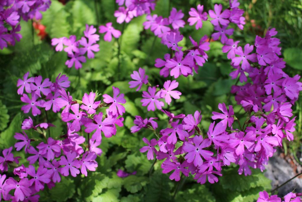 Pension Candytuft Karuizawa Luaran gambar